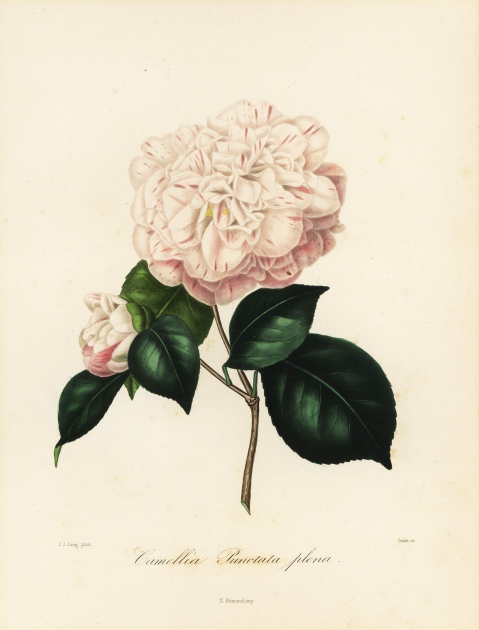 Variedade Camellia japonica, Camellia punctata plena de Jakob (after) Jung