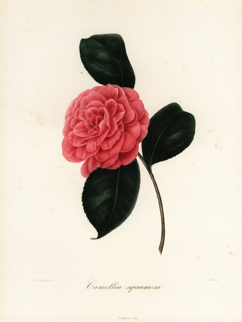 Camellia japonica variedade, Camellia squamosa ou Camellia squammosa de Jakob (after) Jung
