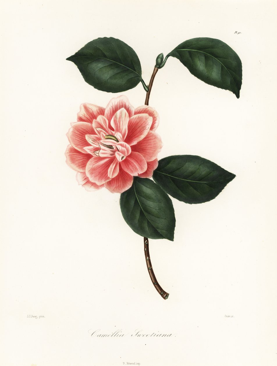 Camélia de flor pintada Sweet, variedade Camellia japonica, Camellia sweetiana de Jakob (after) Jung