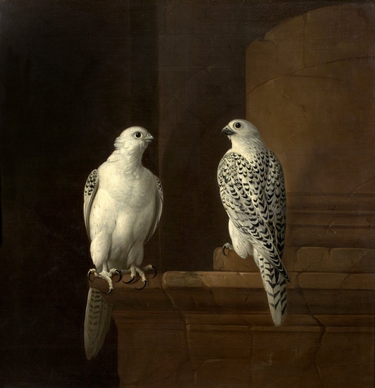 Dois, falcões islândia de Jakob Bogdani or Bogdany