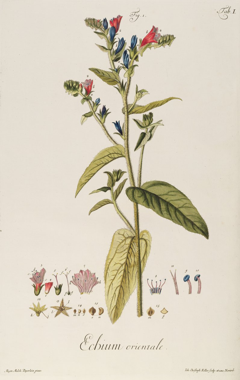 Echium: Orientale de "Icones Plantarum", c.1763 (gravura) de Jakob Christoph Keller