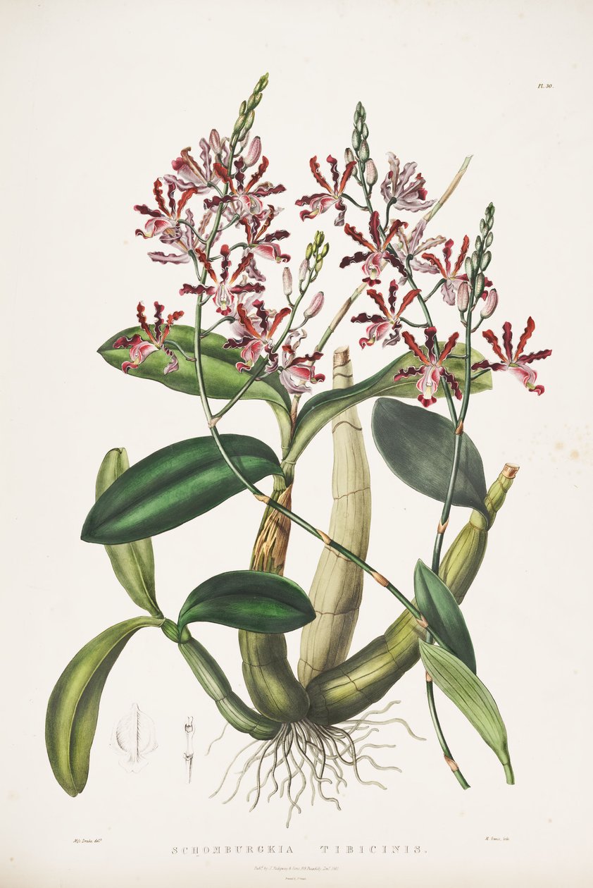 Ilustração Myrmecophilus de uma flauta-syn. Schomburgkia tibicinis de James Bateman