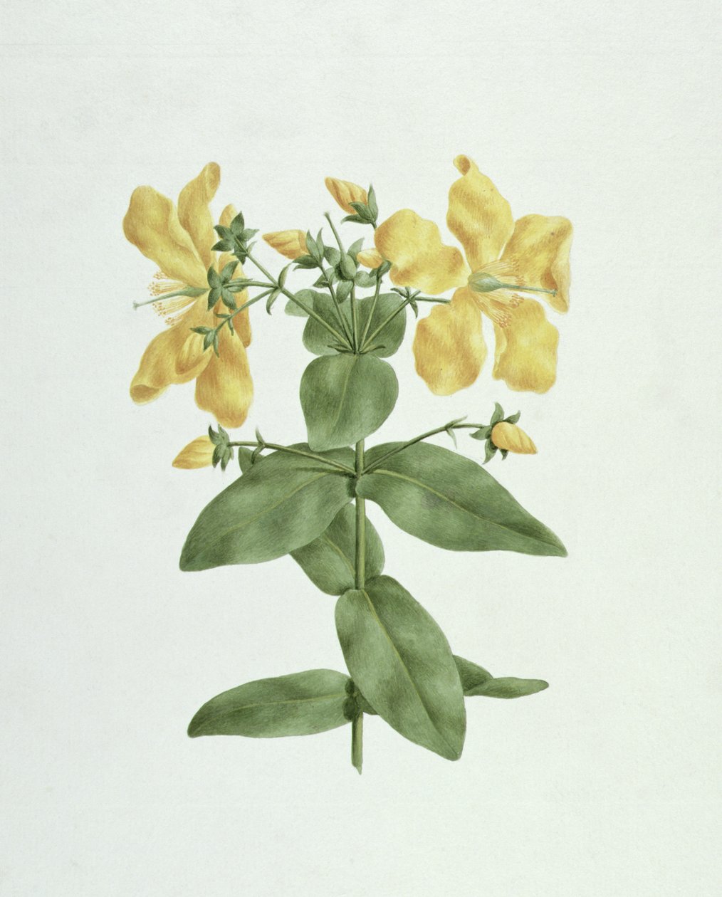 Feel-Fetch (Hypericum quartinianum) (wc sobre grafite sobre papel) de James Bruce