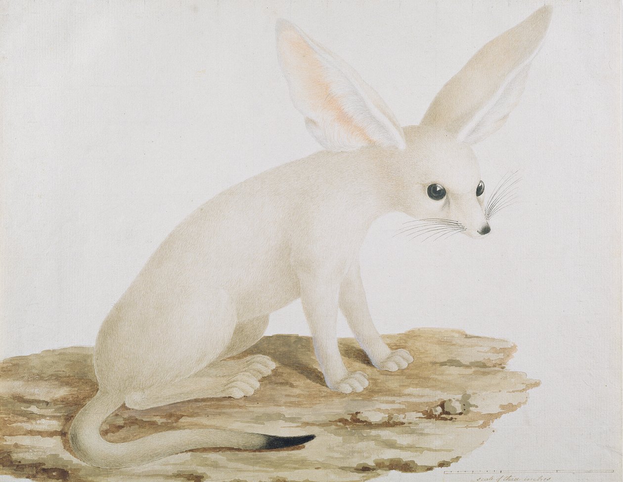 Fennec No. 3 Original da ilustração em Viagens pela Abissínia (wc und ink on paper) de James Bruce