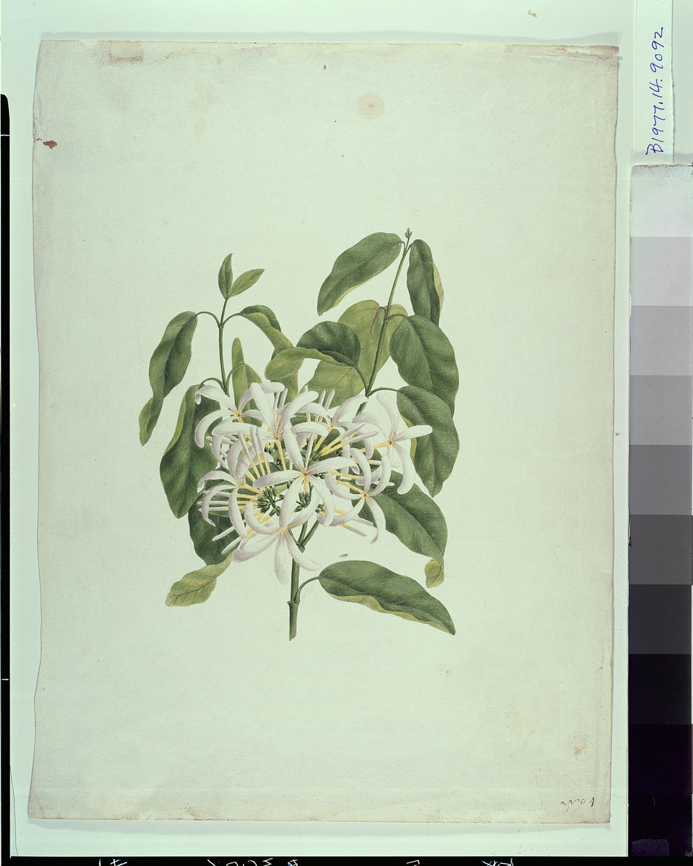 Taberne Montana (folhas e flores) (guache sobre grafite sobre papel) de James Bruce