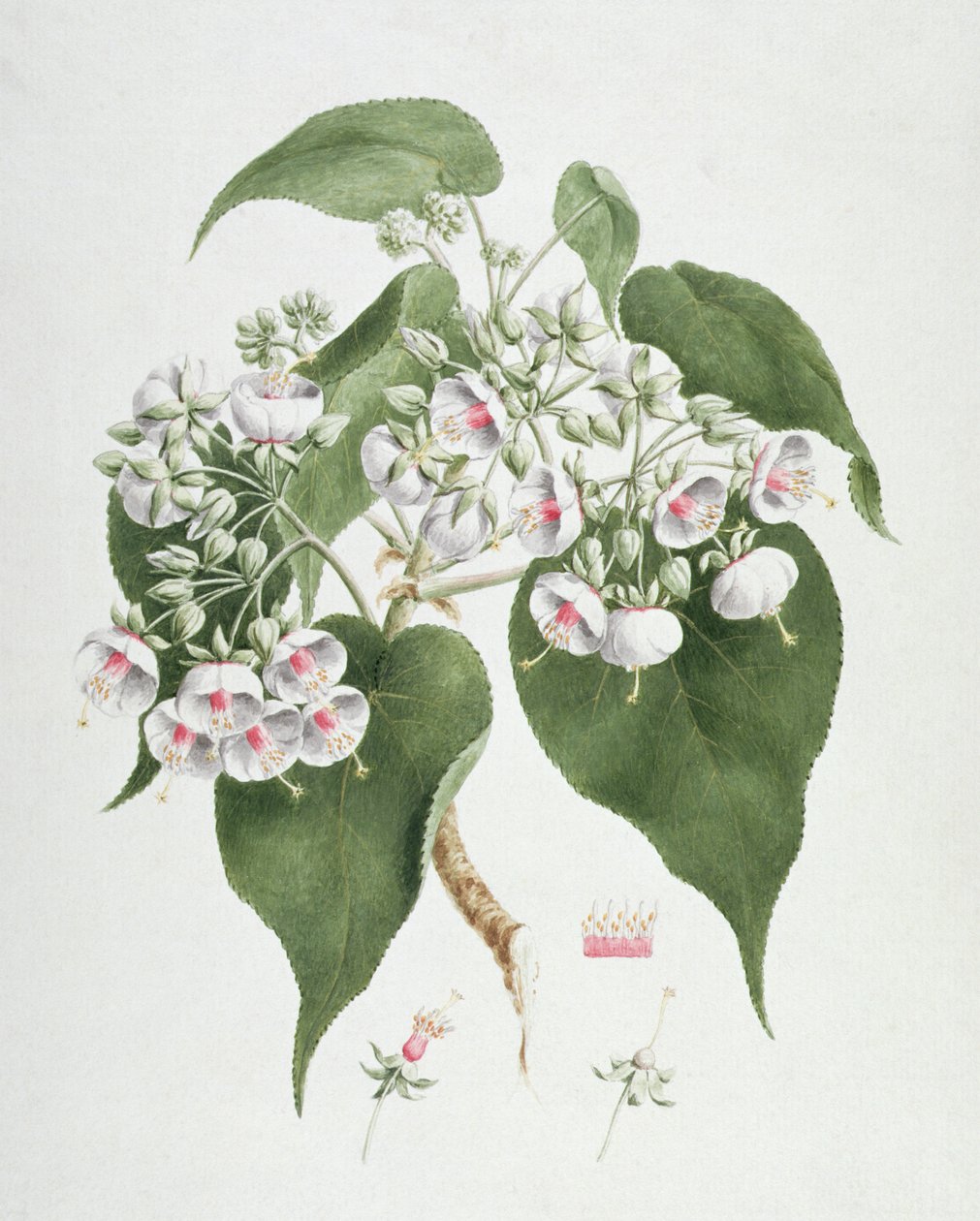 Walkuffa No.5 Dombeya torrida (wc sobre grafite no papel) de James Bruce