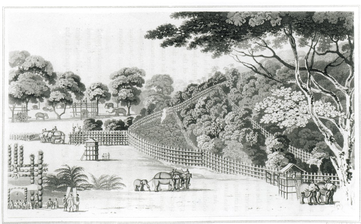 Elephant Snare at Kotawy, volume I de &39;A Description of Ceylon&39; de James Cordiner, publicado em 1807 de James Cordiner
