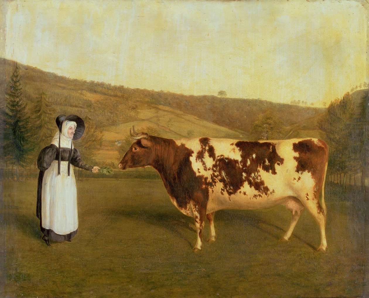 Vaca Shorthorn, c.1840-50 de James Flewitt Mullock