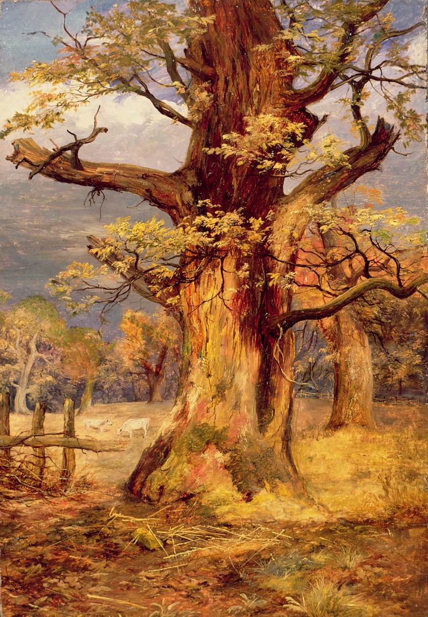 Carvalho Borrado, Galloway de James Jnr Faed