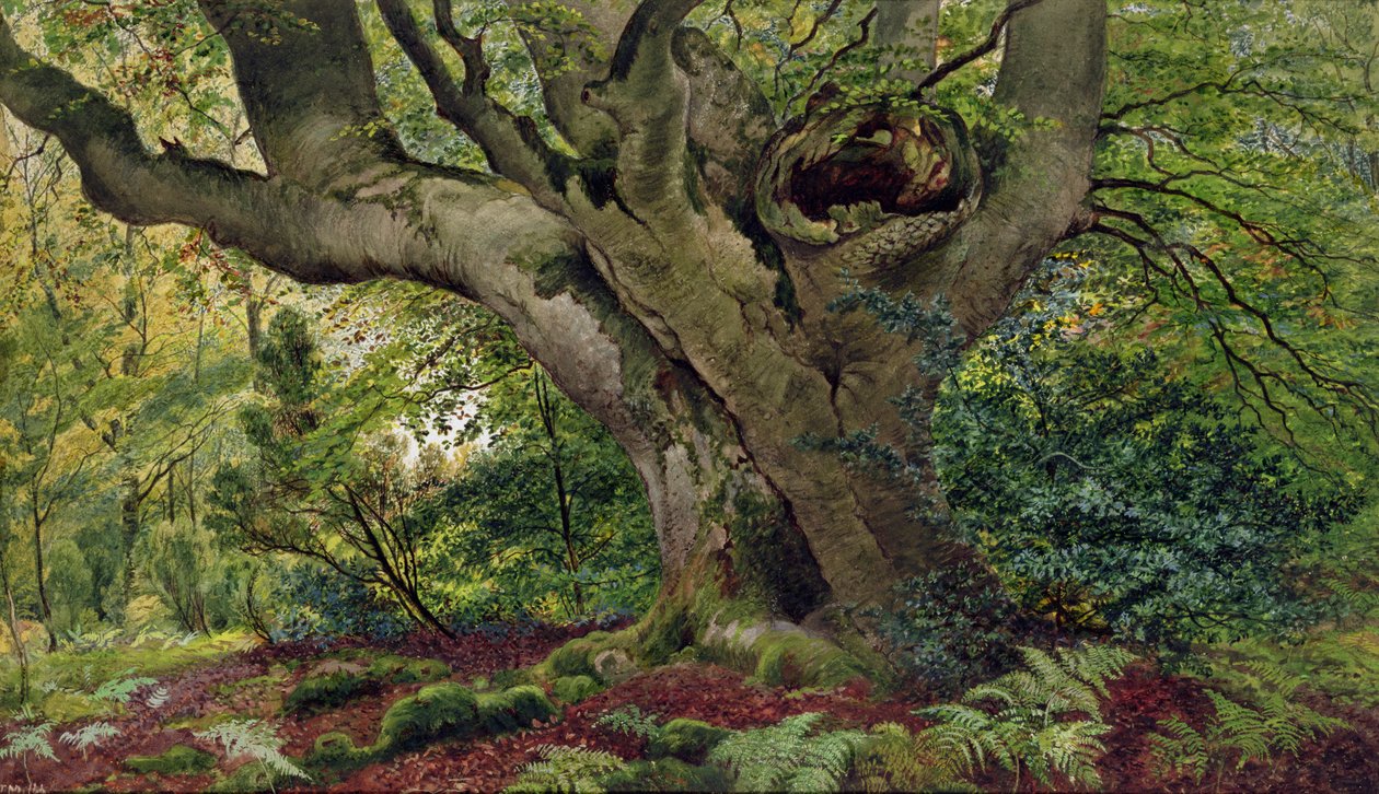 Burnham Beeches (wc) de James Matthews