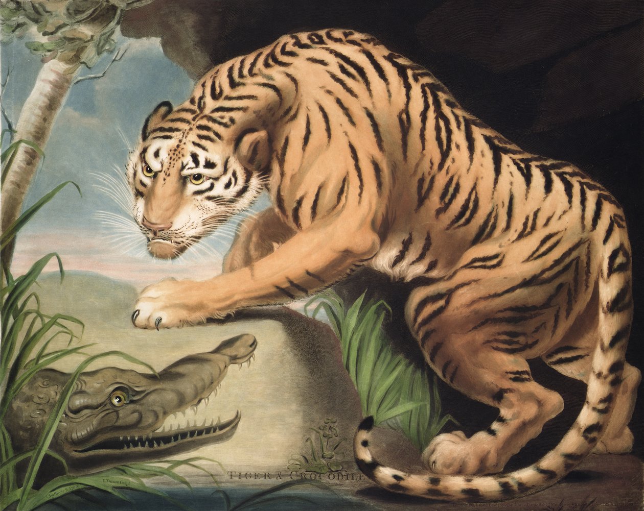 Tigre e Crocodilo, gravado por Charles Turner (1773-1857), pub. por James Daniell und Co., 1799 (gravura em mezzotint) de James Northcote