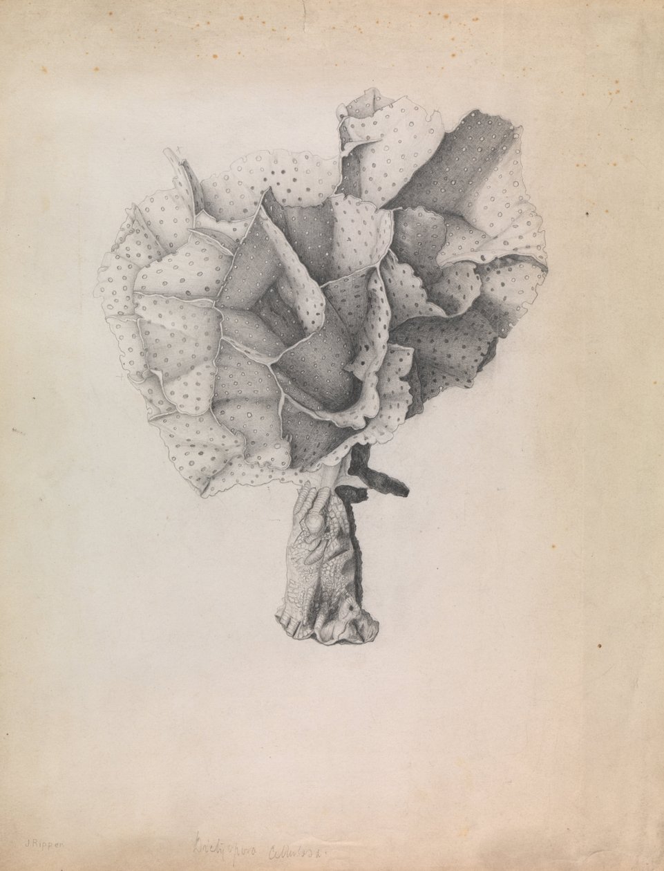 Laço Coral, celulose Adeona de James Ripper