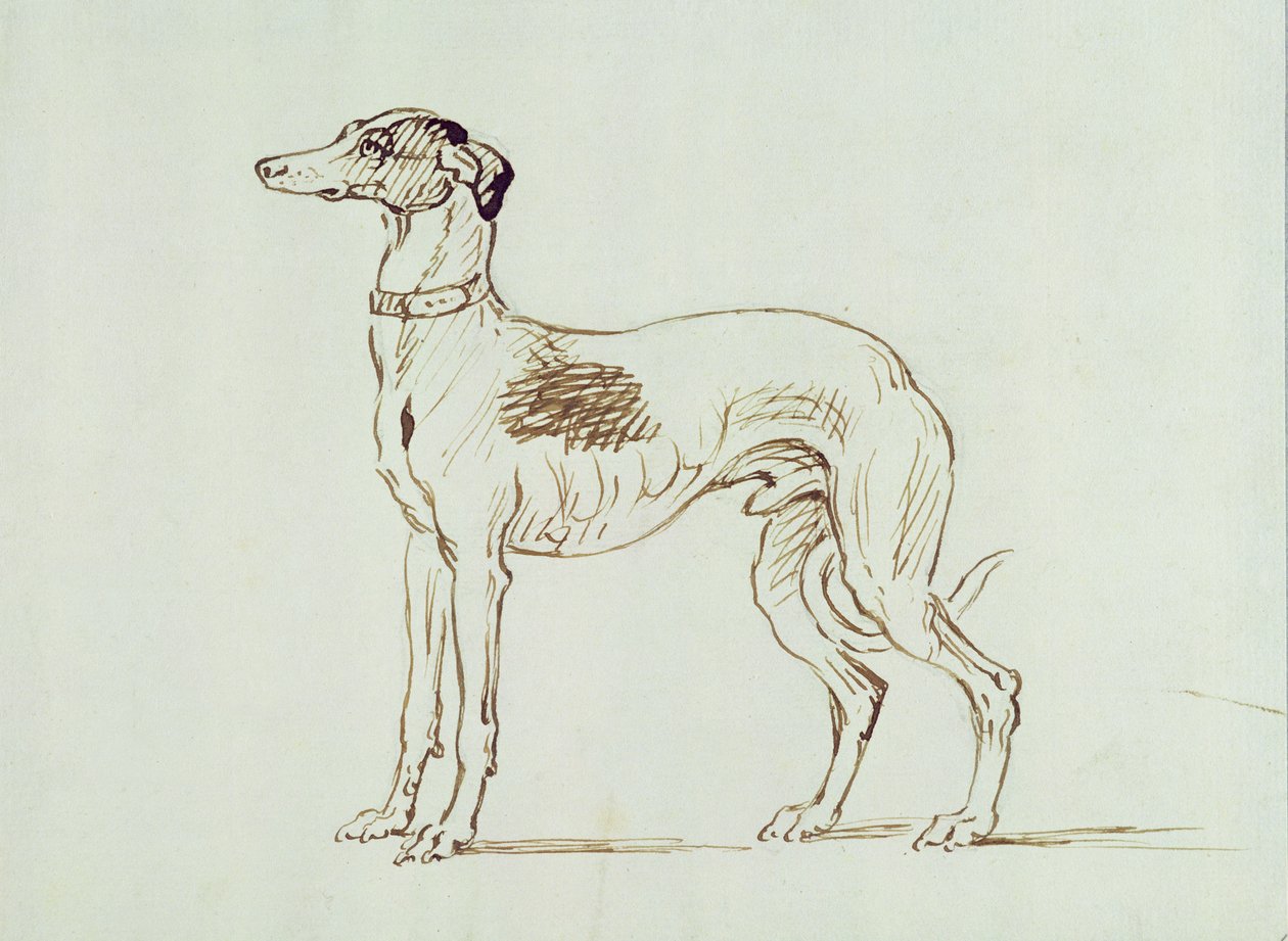 Um Greyhound, voltado para a esquerda de James Seymour