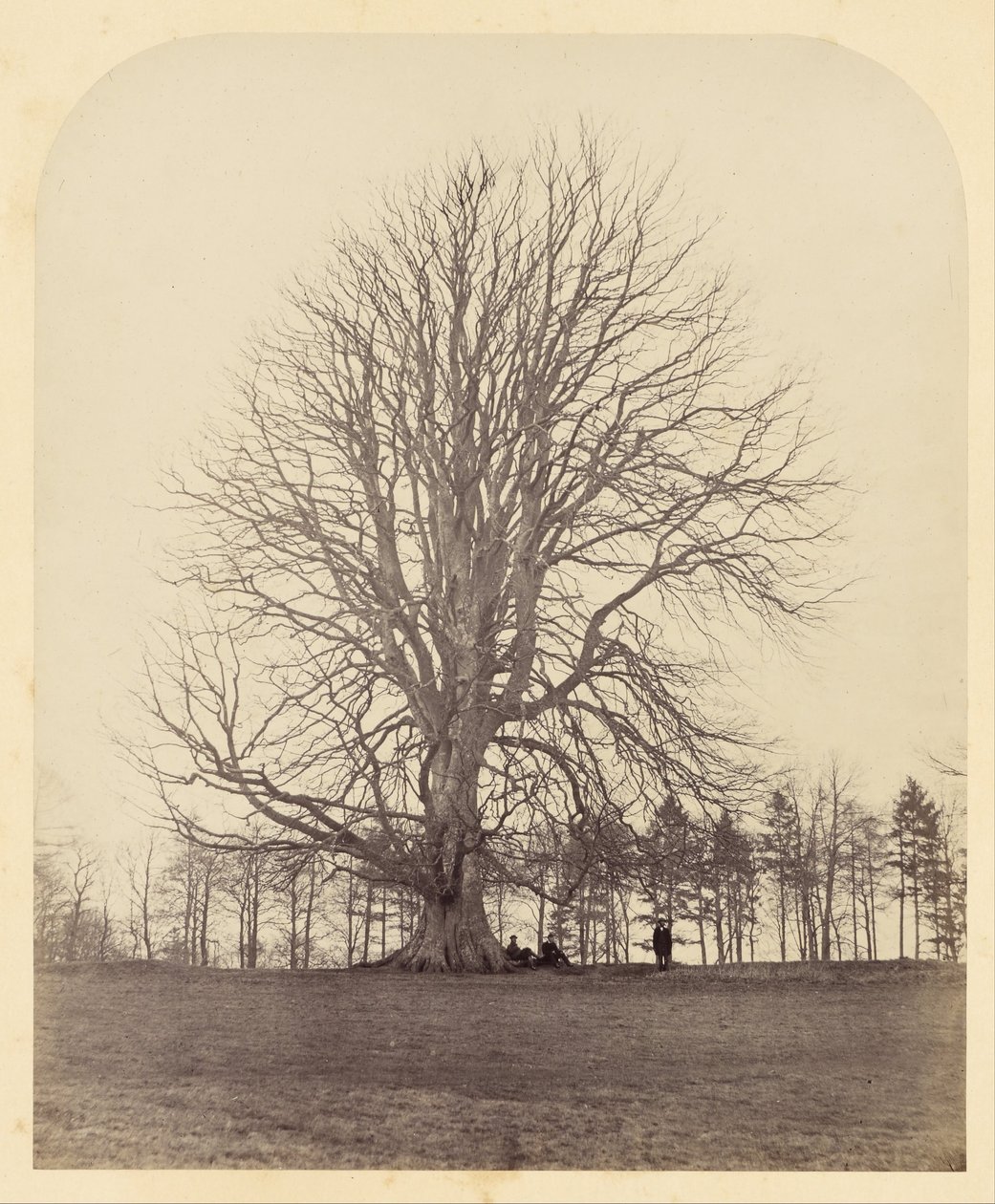 Grande faia em Manor Hill de James Sinclair