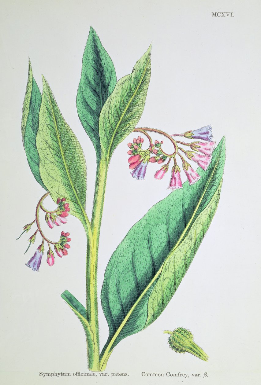 Confrei comum, placa MCXVI, c.1800 de James Sowerby