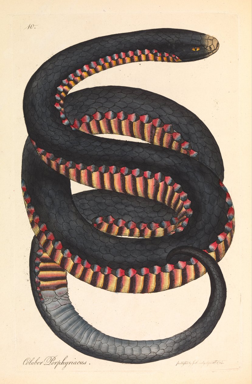 Serpente carmesim-cobra, porphyriacus Coluber de James Sowerby