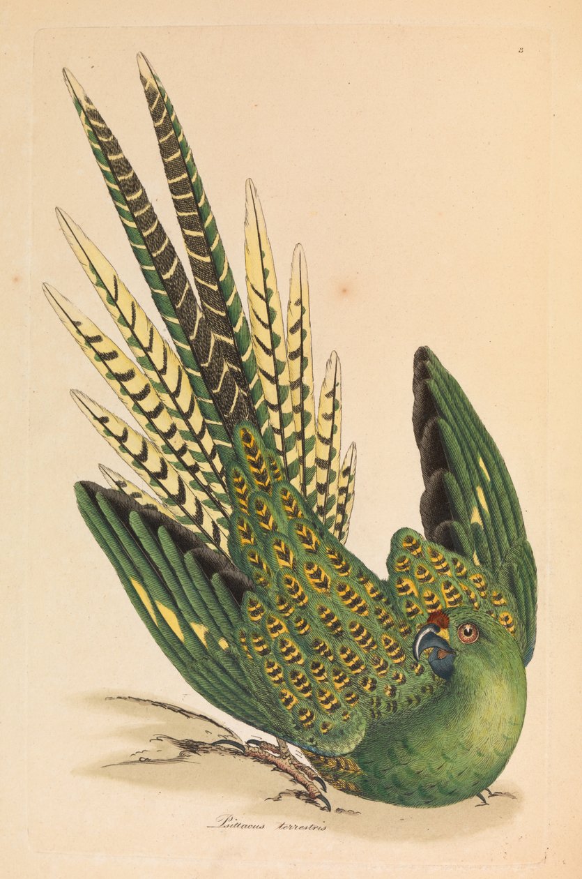 Papagaio terrestre, Psittacus terrestris de James Sowerby