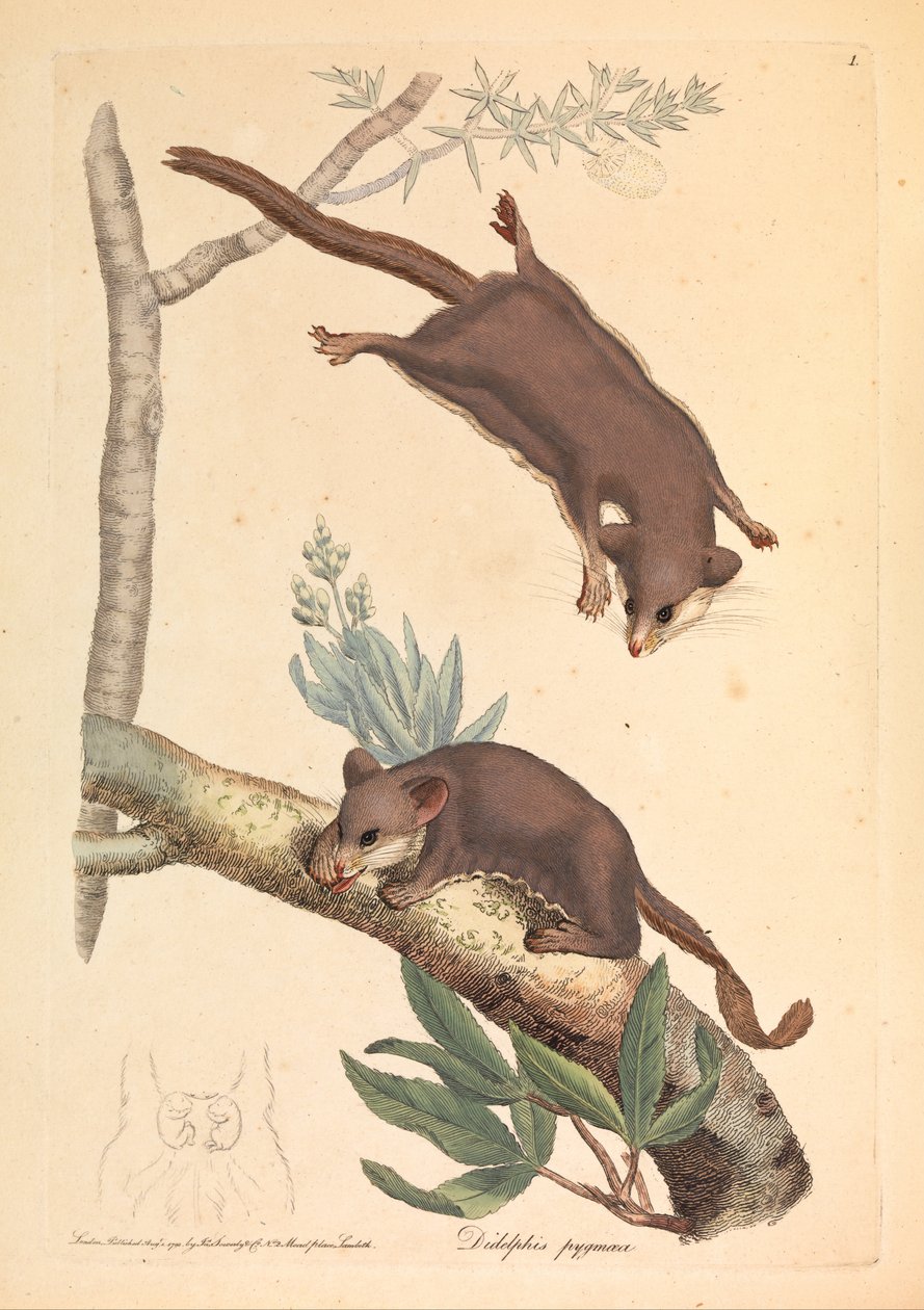 Gambá pigmeu, Didelphis pygmaeus de James Sowerby