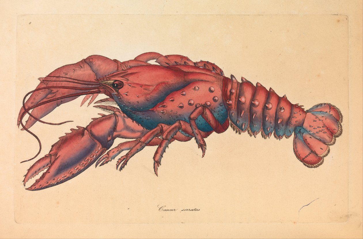 Lagosta Serrilhada, Cancer serratus de James Sowerby