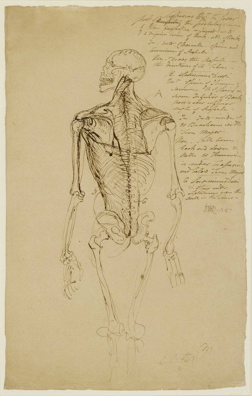Desenho do esqueleto de um homem (caneta marrom e tinta no papel) de James Ward