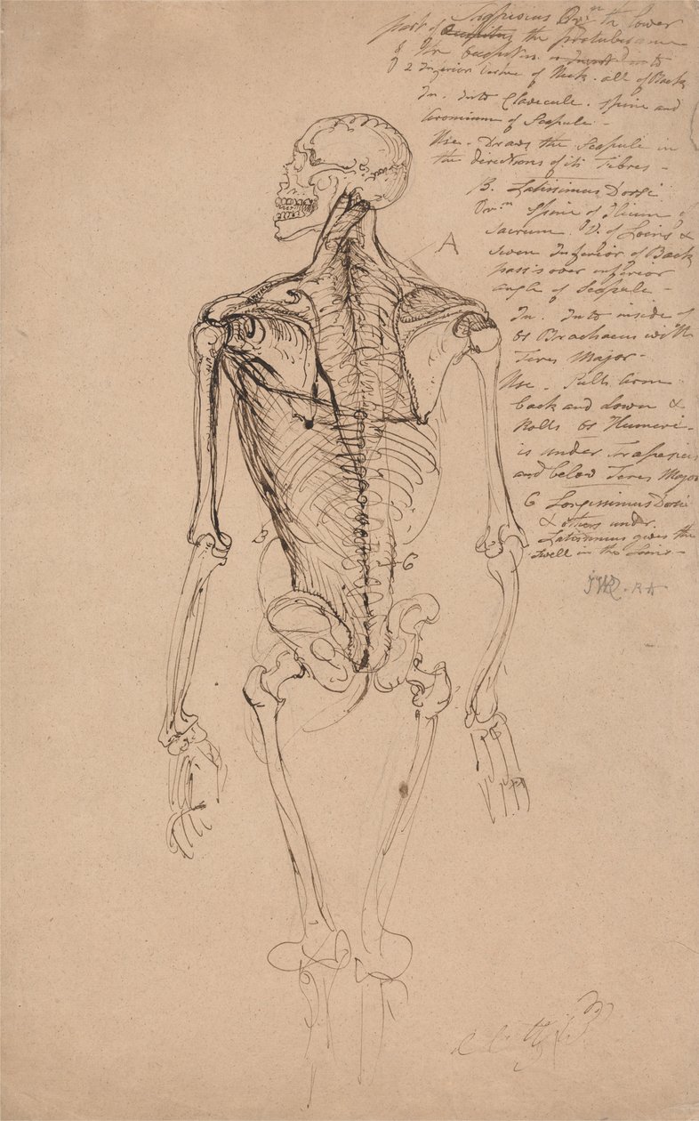 Desenho de um esqueleto do homem de James Ward