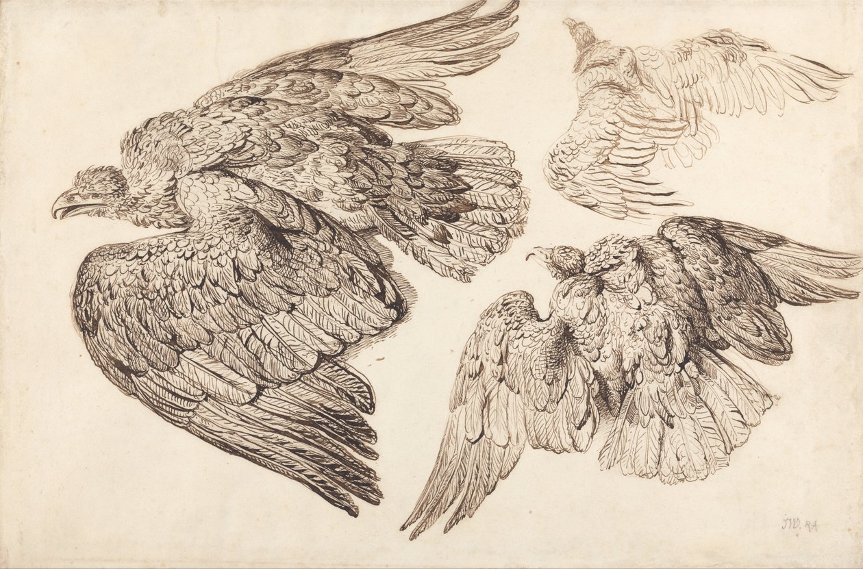 Águias de James Ward