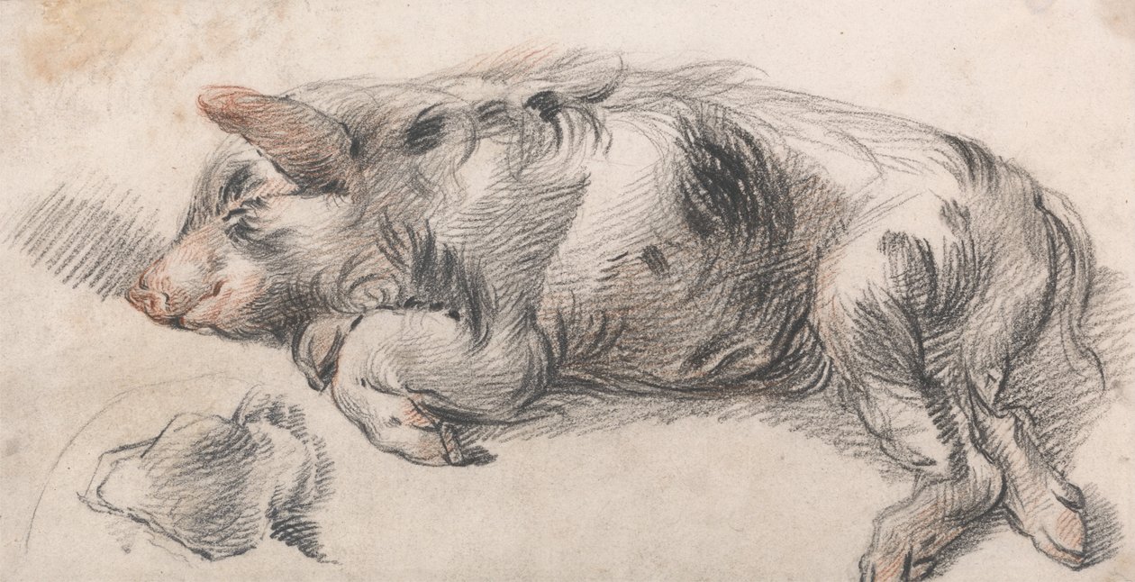 Porco Adormecido de James Ward