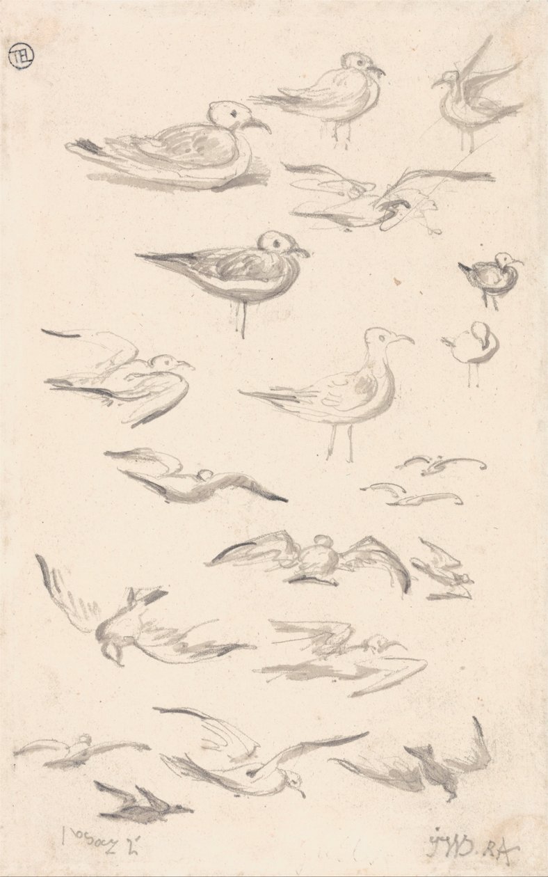 Estudos de gaivotas de James Ward