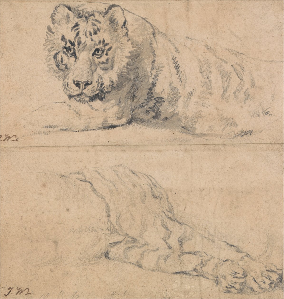 Estudos de um tigre; acima, cabeça e ombros; abaixo, Hindquarters de James Ward