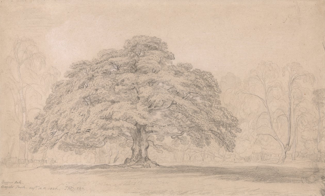 O carvalho dos beggars, Bagots Park, 12 de agosto de 1820 (uma árvore antiga comemorada em Lord Bagots Blithfiel ... de James Ward