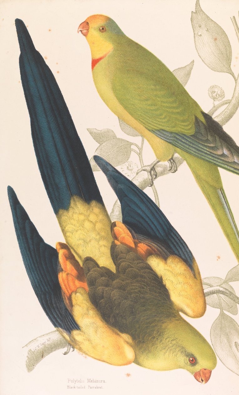 Parrakeet de cauda preta, Polytelis melanura e periquito de alho-poró verde, Polytelis barranandi de James Whitley Sayer