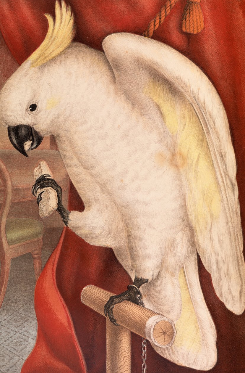 Grande cacatua-de-crista-de-enxofre, Plyctolophus galeritus de James Whitley Sayer