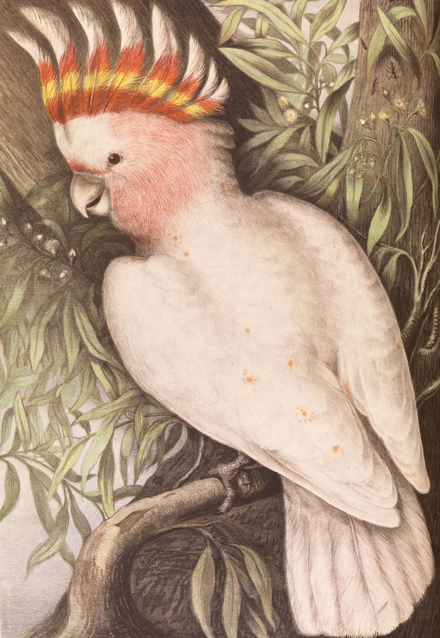 Cockatoo dos Leadbeaters, leadbeateri de Plyctolophus de James Whitley Sayer