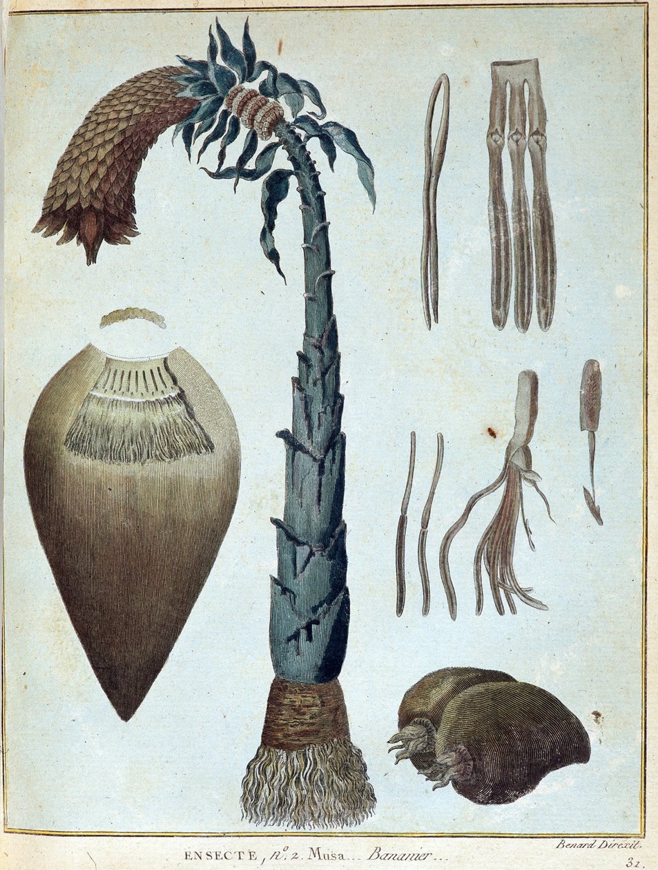 Banana - em "Journey to Nubia and Abyssinia undertaken to discover the sources of the Nile during the years 1768 to 1772", por James Bruce, vol. 1, Paris de James Bruce