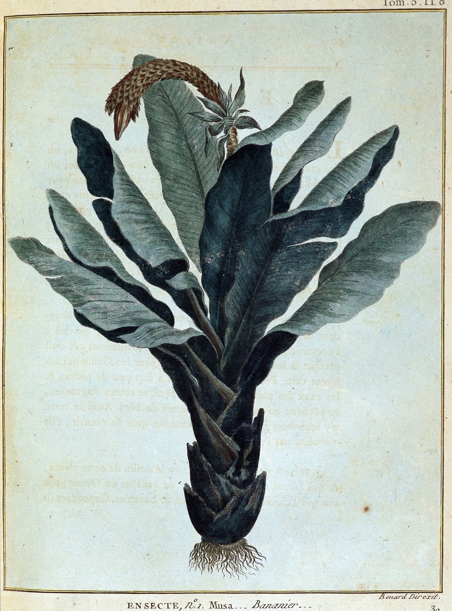 Banana - em "Journey to Nubia and Abyssinia undertaken to discover the sources of the Nile during the years 1768 to 1772", por James Bruce, vol. 1, Paris de James Bruce