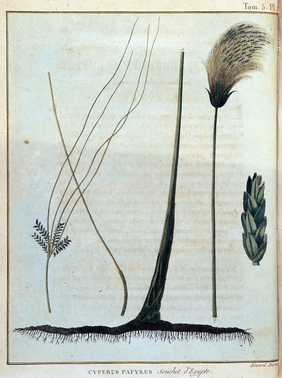 Cyperus papyrus, estirpe do Egito - em "Journey to Nubia and Abyssinia undertaken to discover the sources of the Nile during the years 1768 to 1772", por James Bruce, vol. 1, Paris de James Bruce