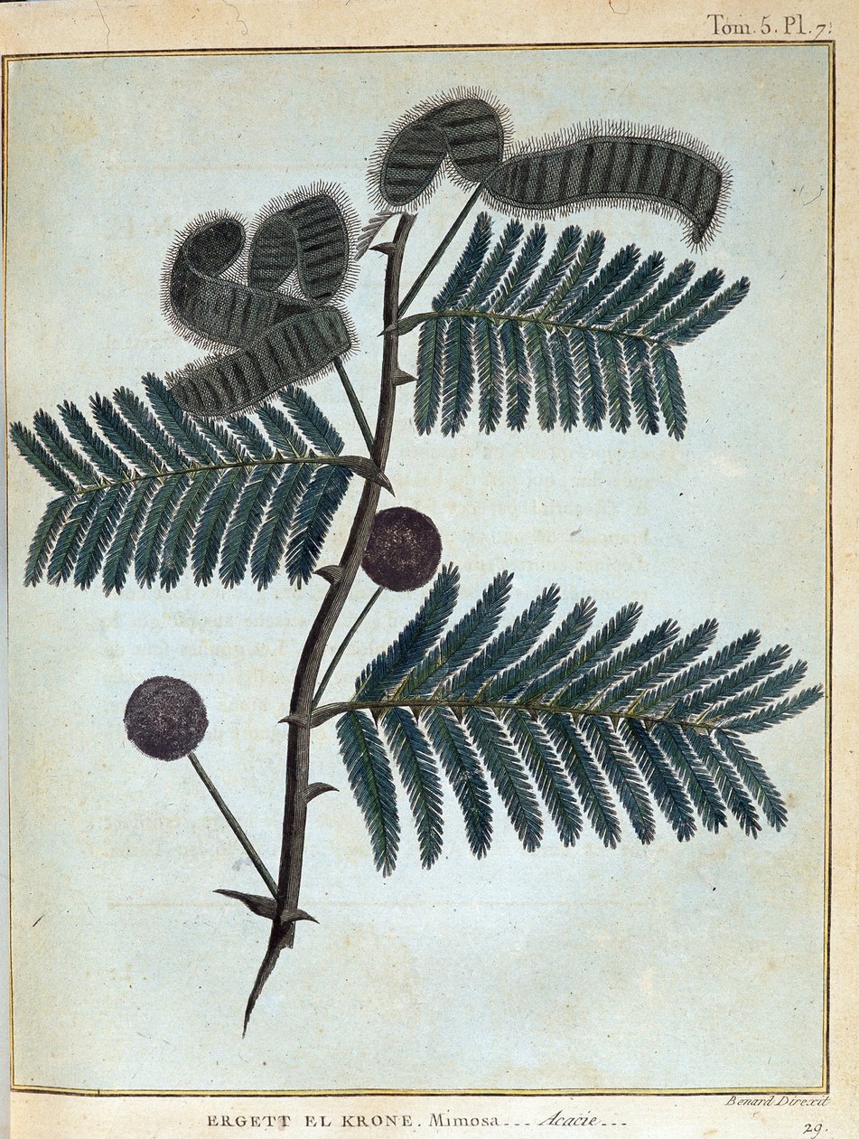 Ergett el Krone, mimosa - acacia - em "Journey in Nubia and Abyssinia undertaken to discover the sources of the Nile during the years 1768 a 1772", por James Bruce, vol. 1, Paris de James Bruce