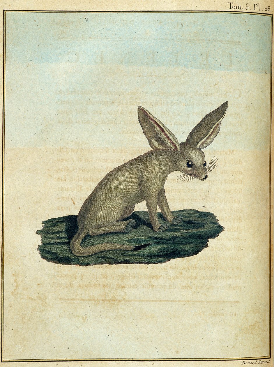 Fennec - em "Journey to Nubia and Abyssinia undertaken to discover the sources of the Nile during the years 1768 to 1772", por James Bruce, vol. 1, Paris de James Bruce