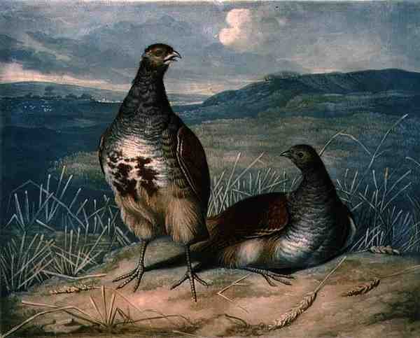 Perdizes, placa 1 do jogo British Feather Game, gravada por Charles Turner (1773-1857), pub. por R. Ackermann, c.1810 (gravação em mezzotint) de James (after) Barenger
