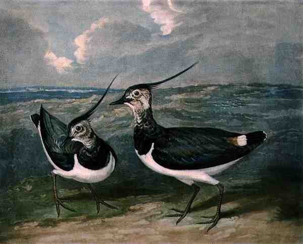 Plovers, plate 9 of British Feather Game, gravado por Charles Turner (1773-1857), pub. por R. Ackermann, c.1810 (gravura mezzotint) de James (after) Barenger