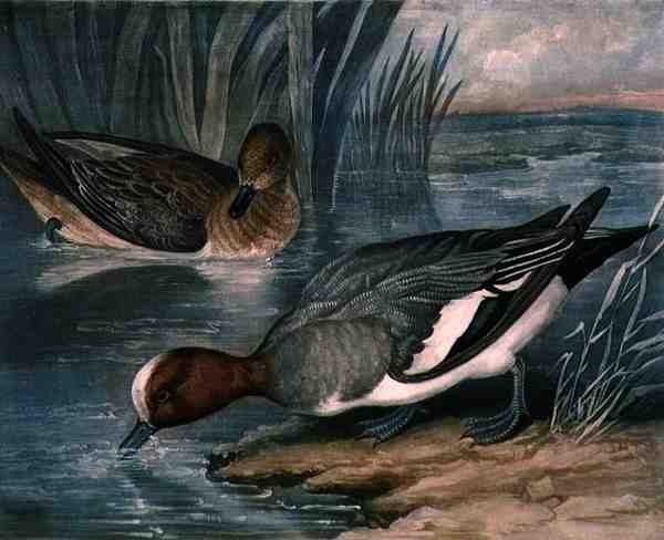 Widgeons, placa 6 do British Feather Game, gravado por Charles Turner (1773-1857), pub. por R. Ackermann, c.1810 (gravação mezzotint) de James (after) Barenger