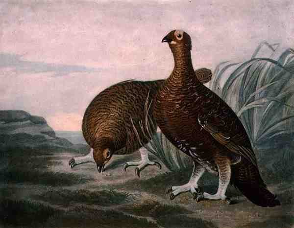 Red Grouse, placa 8 de British Feather Game, gravado por Charles Turner (1773-1857), pub. por R. Ackermann, c.1810 (gravura mezzotint) de James (after) Sillett