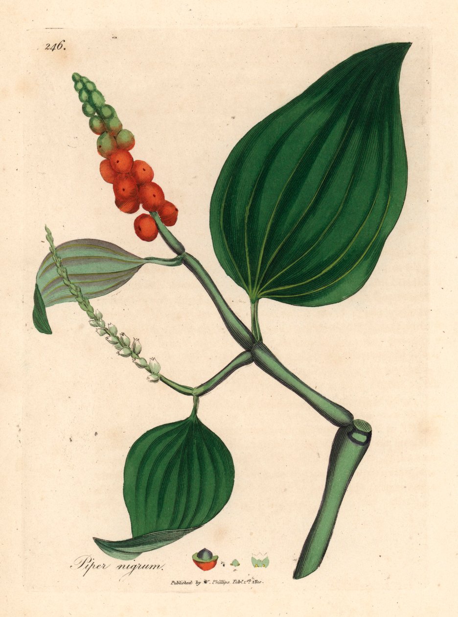 Pimenta preta, Piper nigrum, de uma ilustração botânica de James Sowerby de William Woodville e "Medical Botany" de Sir William Jackson Hooker 1832 (gravura em placa de cobre colorida à mão) de James (after) Sowerby