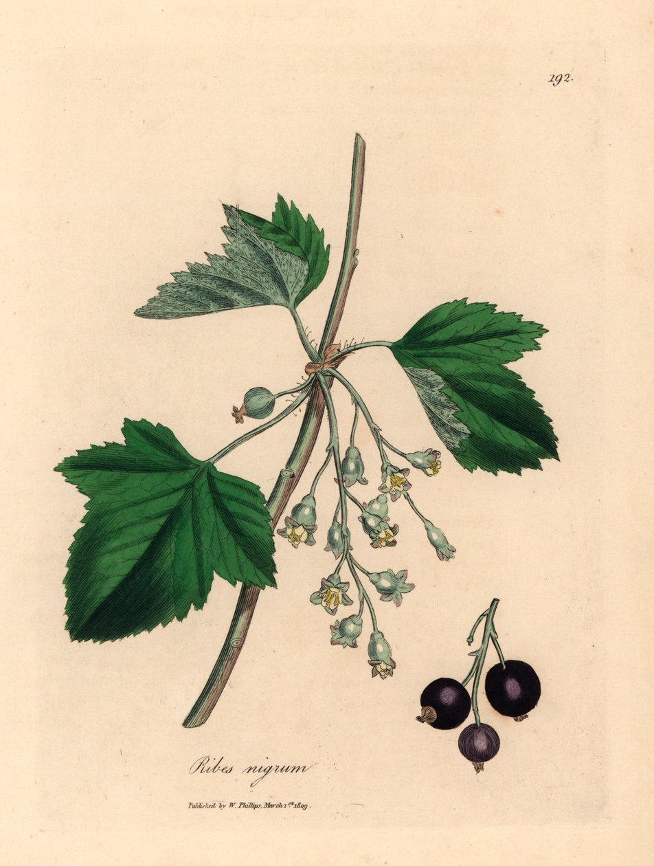 Árvore de groselha, Ribes nigrum, de uma ilustração botânica de James Sowerby de William Woodville e "Medical Botany" de Sir William Jackson Hooker 1832 (gravura em placa de cobre colorida à mão) de James (after) Sowerby