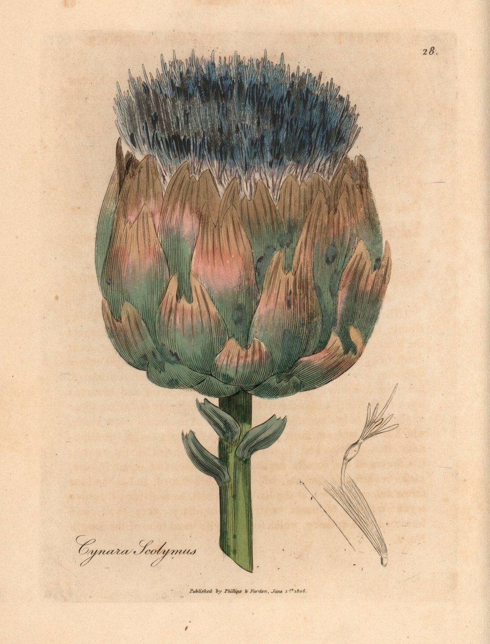 Alcachofra azul e roxa florida, Cynara scolymus, de uma ilustração botânica de James Sowerby de William Woodville e "Medical Botany" 1832 de Sir William Jackson Hooker (gravura em chapa de cobre colorida à mão) de James (after) Sowerby