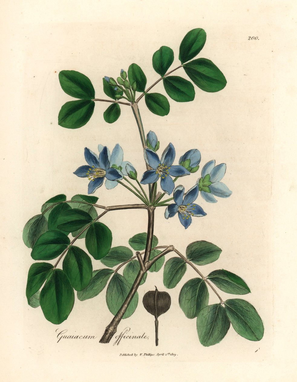 Officinale de Guaiacum azul florido, de uma ilustração botânica de James Sowerby de William Woodville e "Medical Botany" de Sir William Jackson Hooker, 1832 (gravura em chapa de cobre colorida à mão) de James (after) Sowerby