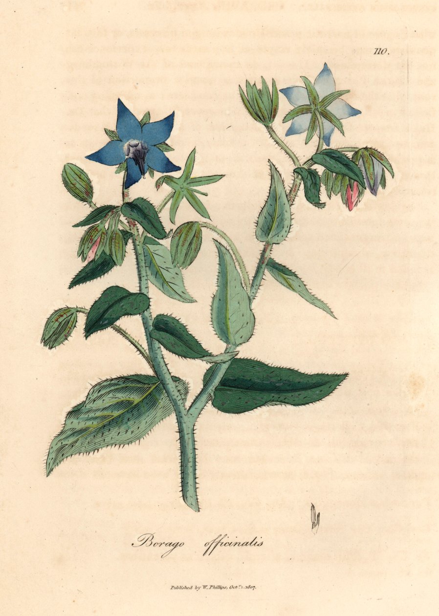 Borragem florida azul, Borago officinalis, de uma ilustração botânica de James Sowerby de William Woodville e "Botânica Médica" de Sir William Jackson Hooker 1832 (gravura em placa de cobre colorida à mão) de James (after) Sowerby