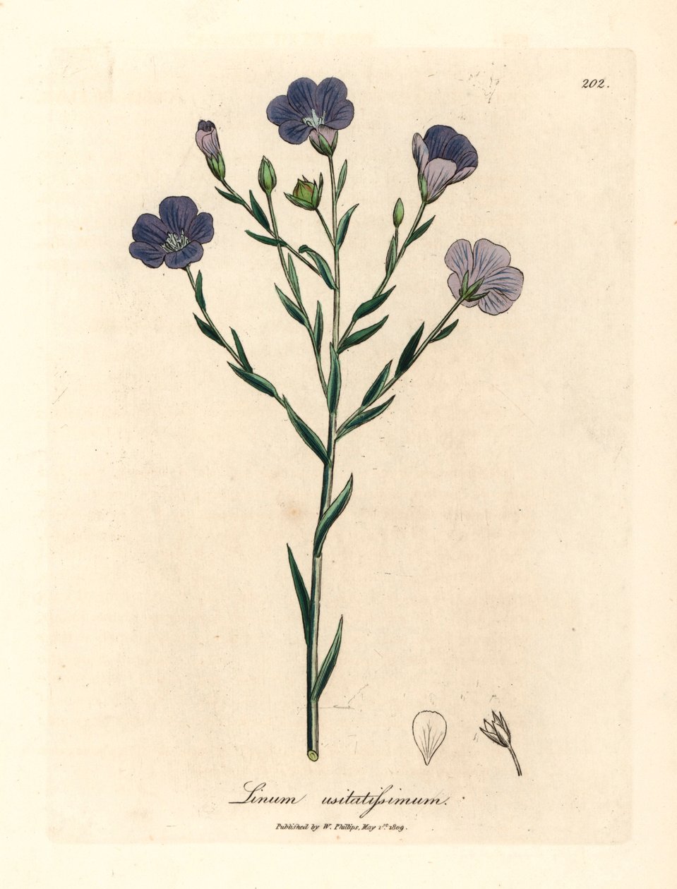 Linho florido azul, Linum usitatissimum, de uma ilustração botânica de James Sowerby de William Woodville e "Medical Botany" de Sir William Jackson Hooker 1832 (gravura em chapa de cobre colorida à mão) de James (after) Sowerby
