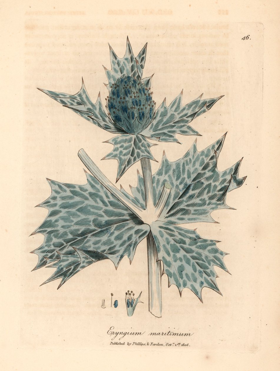 Azevinho do mar florido azul ou eryngo, Eryngium maritinum, de uma ilustração botânica de James Sowerby de William Woodville e "Botânica Médica" de Sir William Jackson Hooker 1832 (gravura em cobre colorida à mão) de James (after) Sowerby