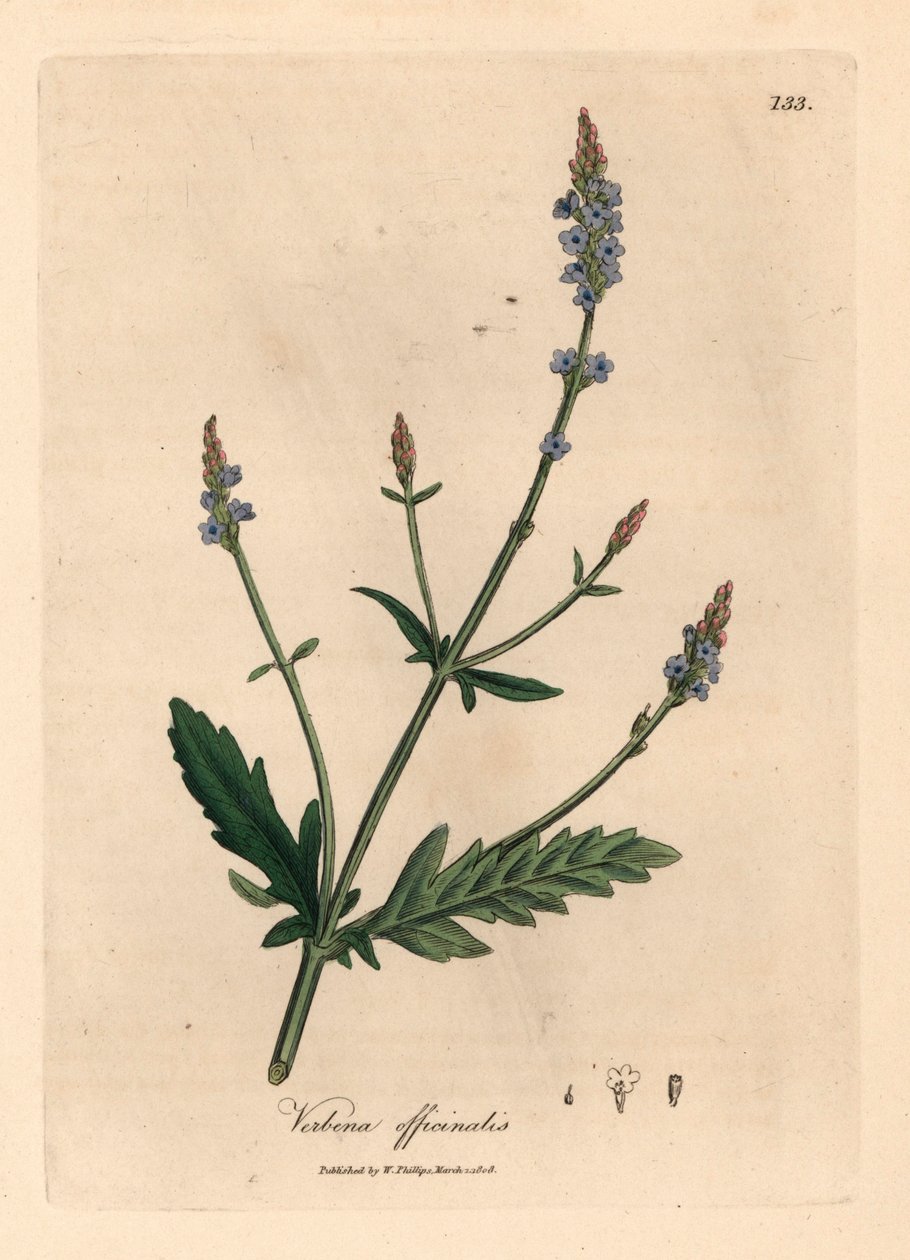 Verbena florida azul, Verbena officinalis, de uma ilustração botânica de James Sowerby de William Woodville e "Botânica Médica" de Sir William Jackson Hooker 1832 (gravura em cobre colorida à mão) de James (after) Sowerby